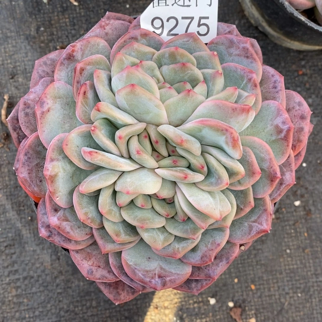 楼***臭杂交精品多肉9275~12厘米