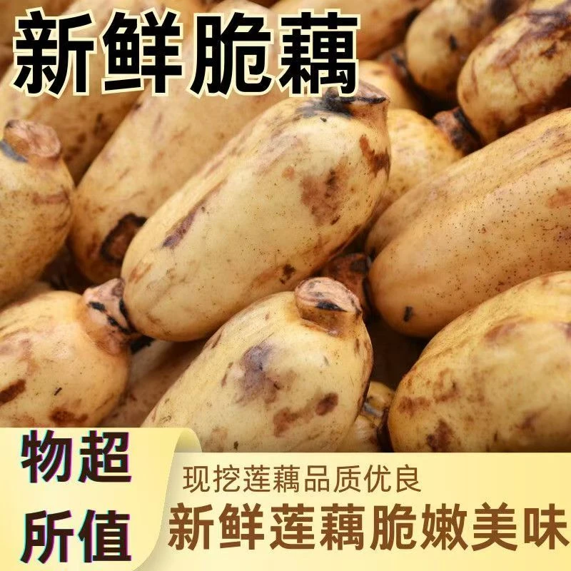 (精品装）基地现挖现发 时令新鲜脆藕