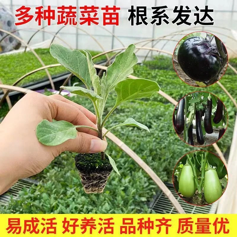 茄子苗杭茄紫红长茄青绿圆茄蔬菜苗辣椒番茄四季盆栽过年鲜花秧苗