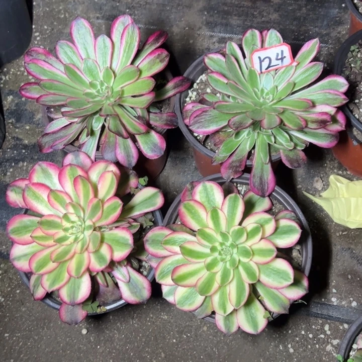 多肉植物124不售后