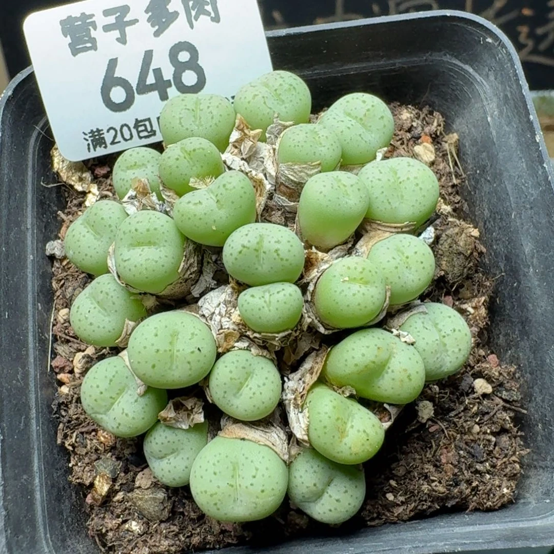 带盆土