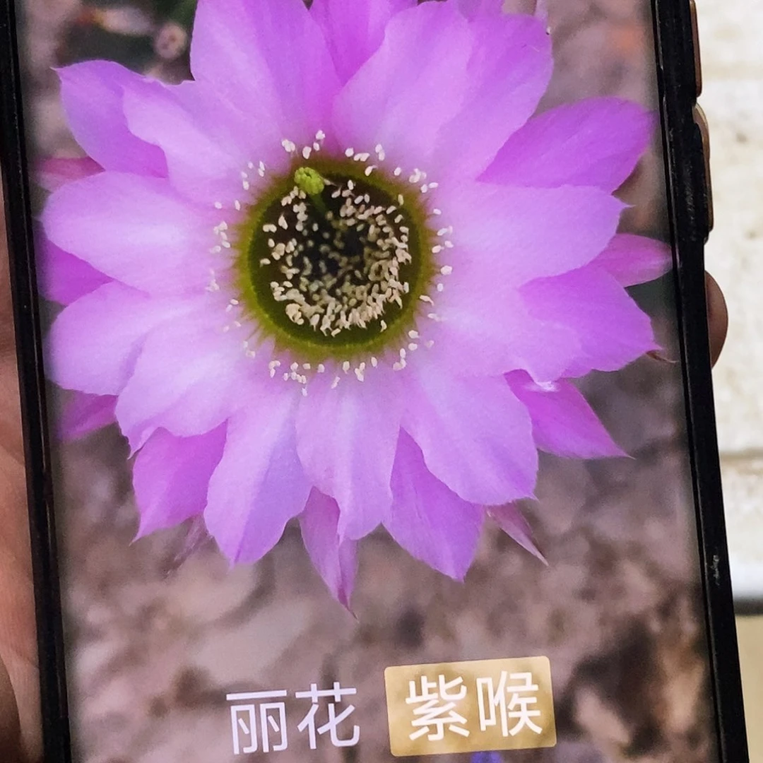 丽 紫喉侧芽歪20包邮/5公分