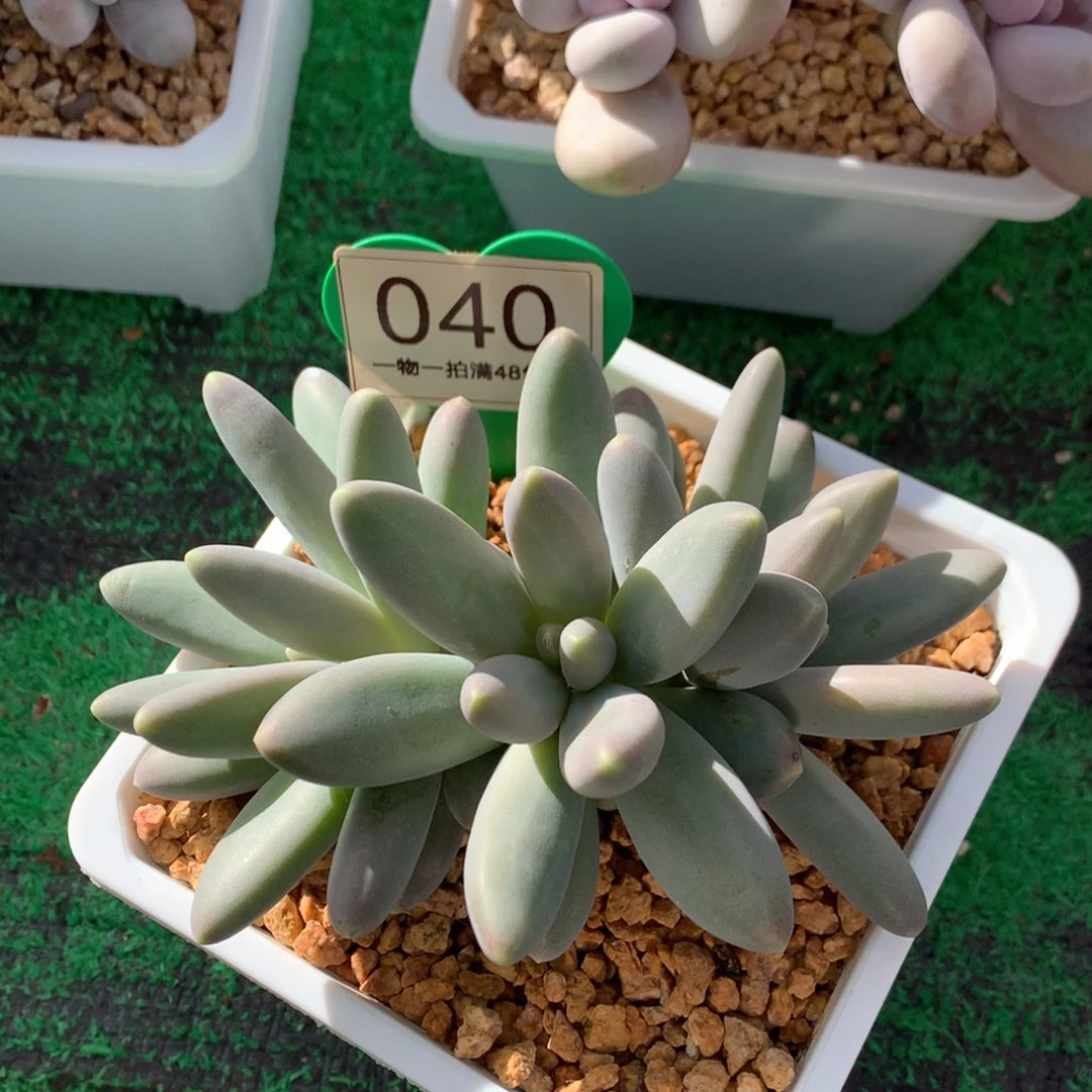 *****胖体烟花无砍平头040