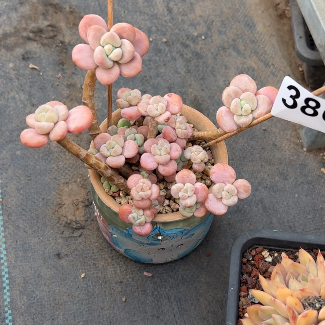 柚***?386 多肉植物组合盆栽
