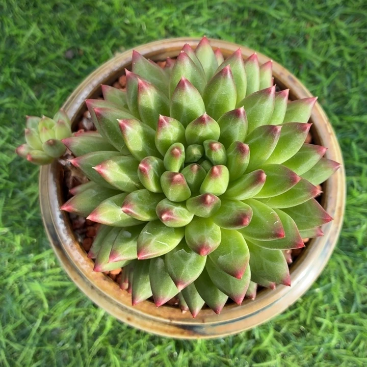 多肉植物 派大星-4