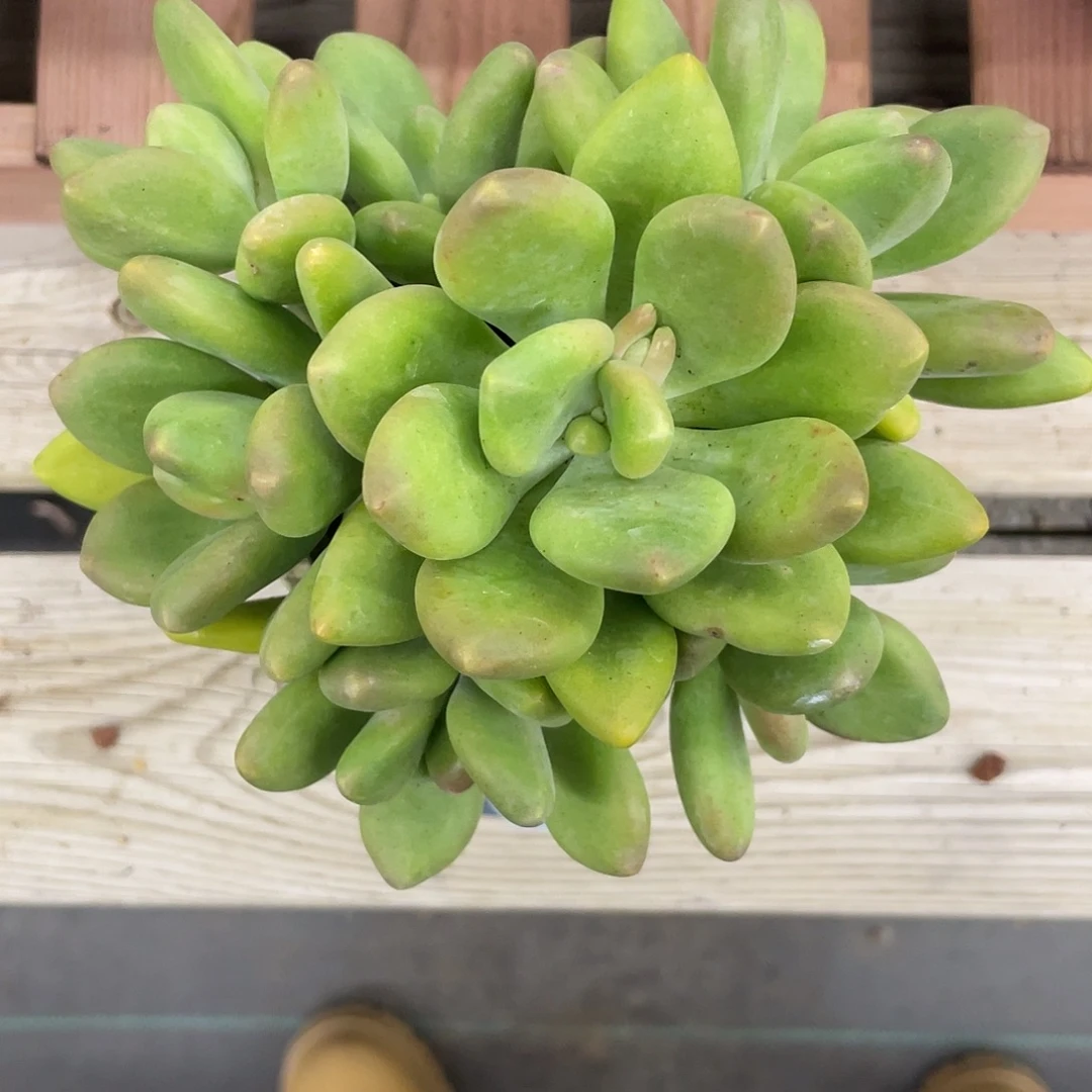 捧花型芒果奶酪7头