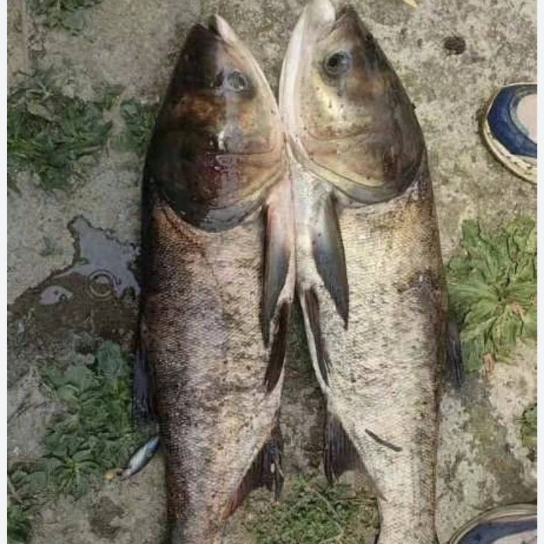 冷水胖头鱼三条白莲共7斤多