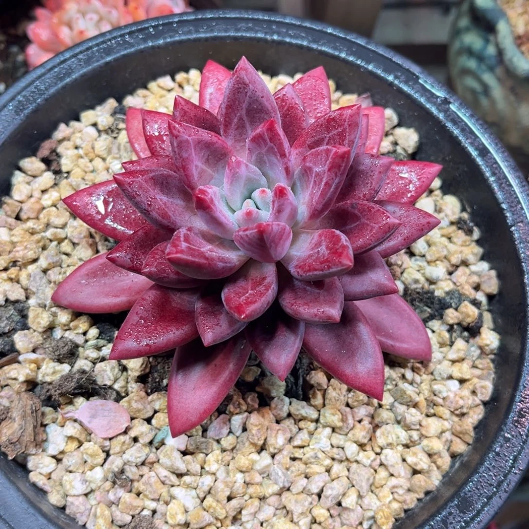 贺非鱼funvjujunvn