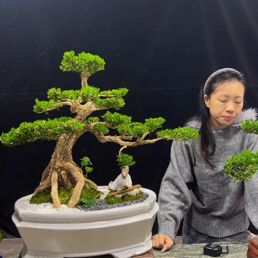 无花朵广东黄杨四季常青