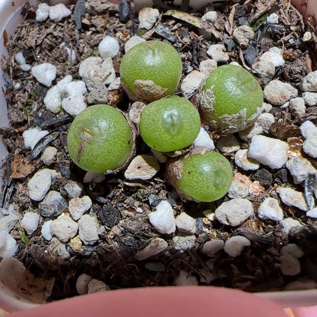 若*梨肉锥多肉植物百科6-小海豚628