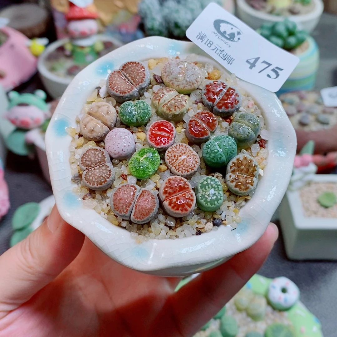 生石花花花花花花475