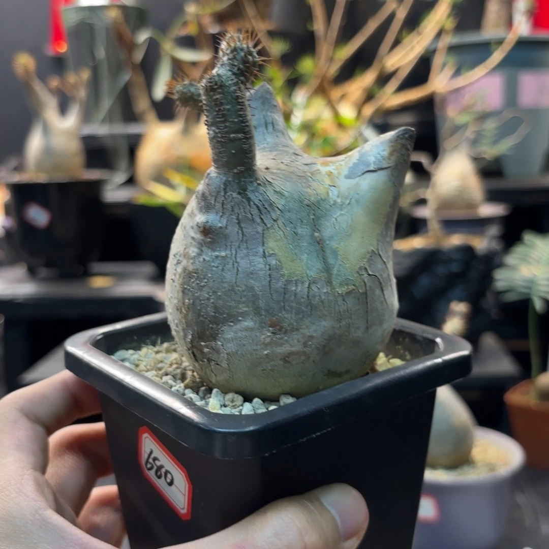 象牙宫带盆发货