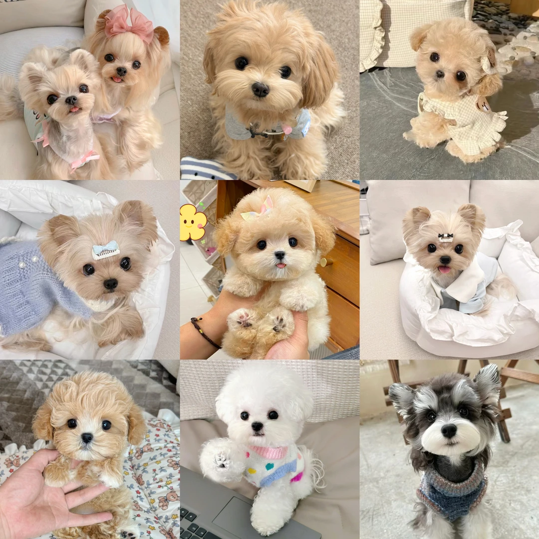 比熊泰迪熊博美雪纳瑞约克夏等宠物活体狗狗幼犬