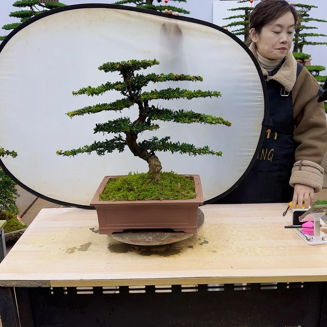 盆景直播间一物一拍