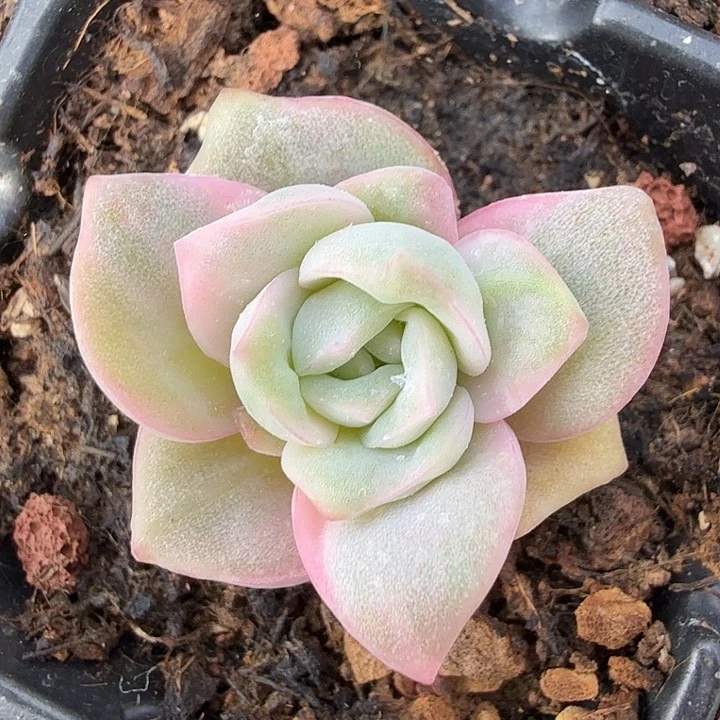 彩锦可爱玫瑰锦腹轮锦