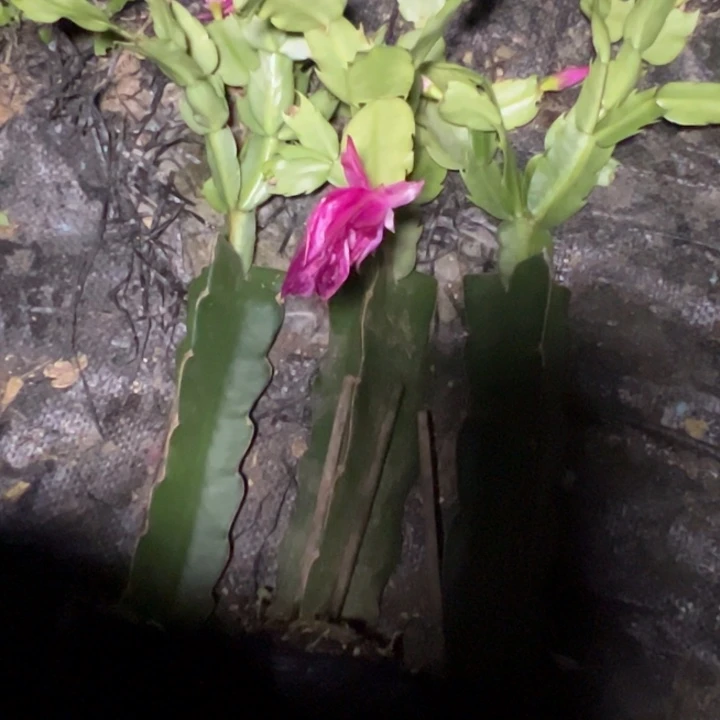 雪***康阿尔法嫁接多叶片小苗三颗