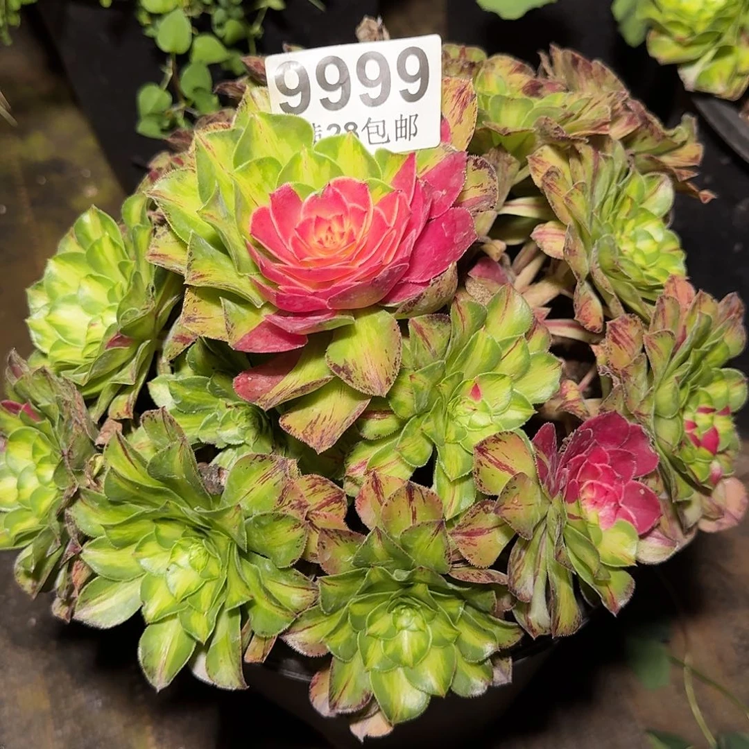 9999 知否多肉植物法师