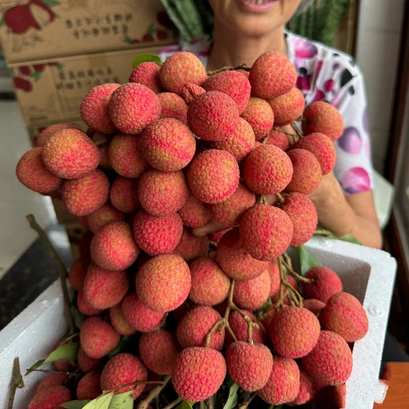 【荔枝助农】荔枝新鲜现摘现发乌叶黑叶荔枝白糖当季水果整箱6斤