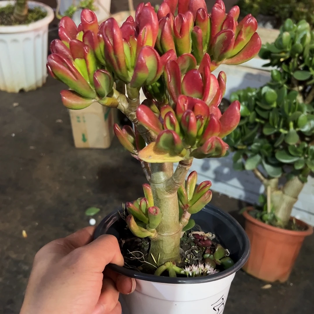 惜***～稀有黄金大叶猫带盆1252