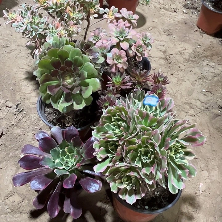 810多肉植物瑕疵特价，