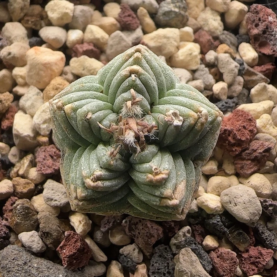 五星红龙仙人球11111111111