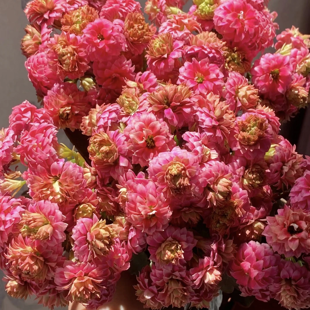 【芙蓉花神长寿花110盆】稀有芙蓉花神复色渐变色重瓣大花长寿盆栽