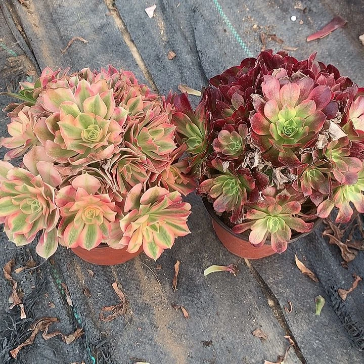 101两颗多肉植物