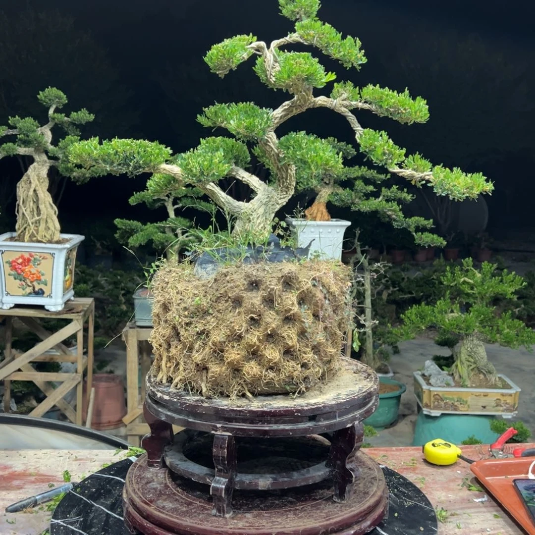 航***品无花朵广东皱皮雀舌黄杨