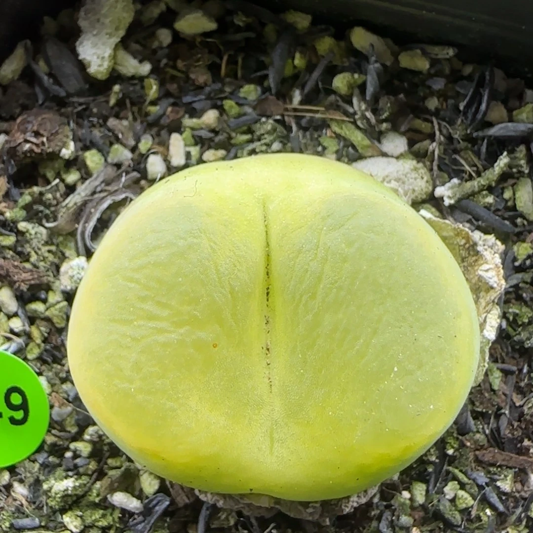 黄绿毛多肉植物749