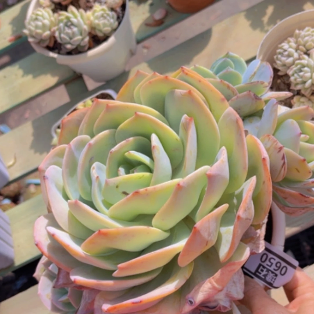 【闪购商品】白凤0650