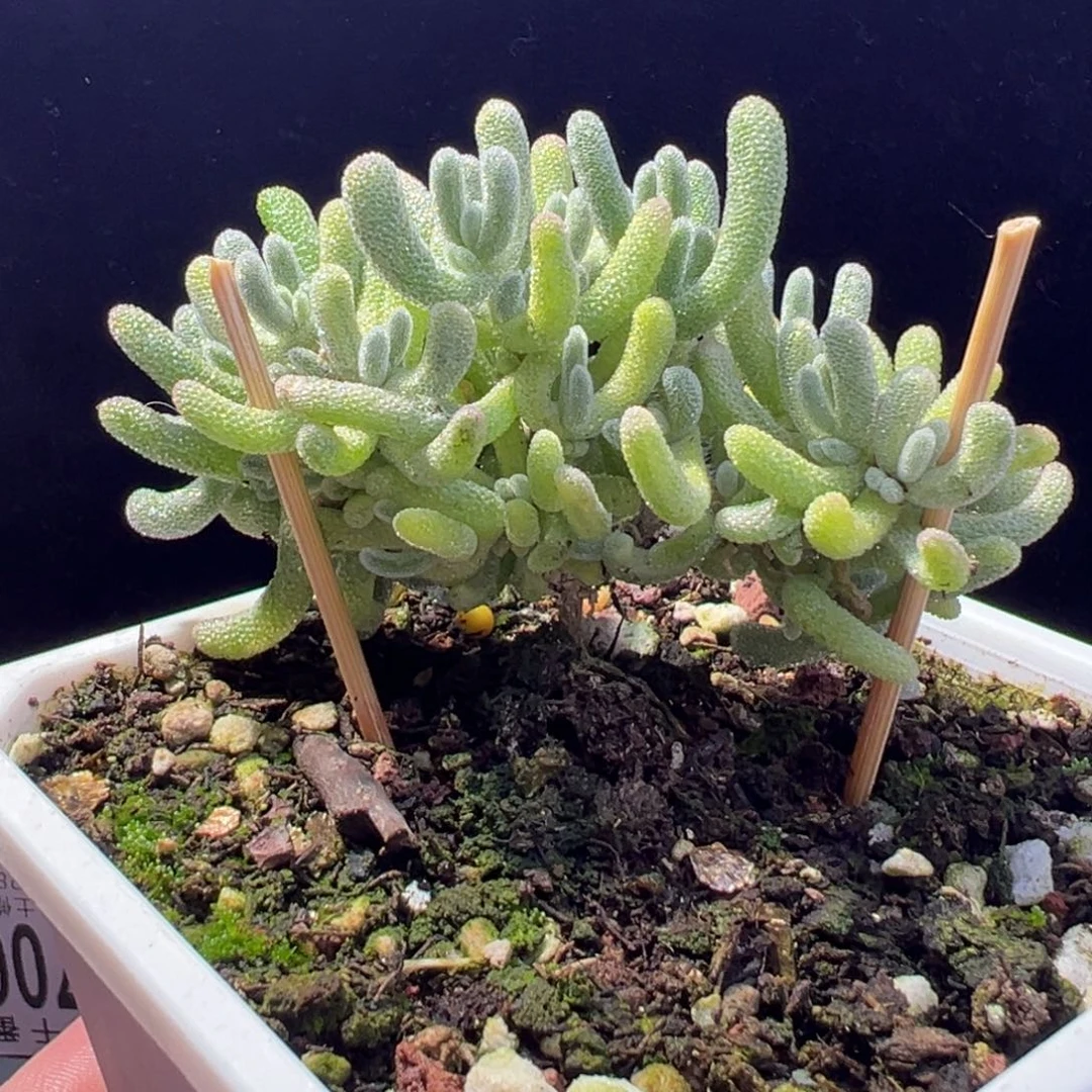 dy074蛋黄派直杆（橙叶芥末黄）