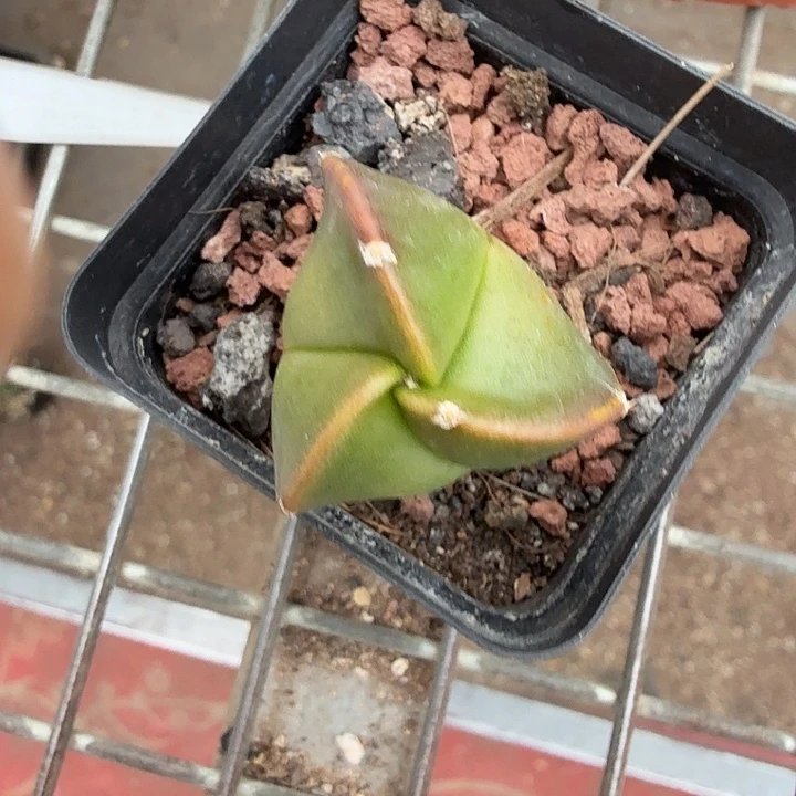 实生小三角2仙人球