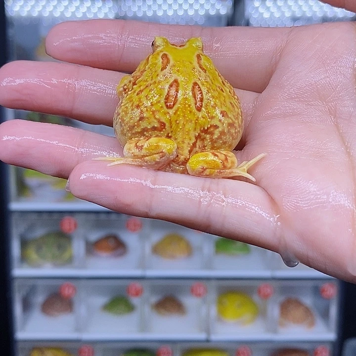 特价秒杀现货特价黄金