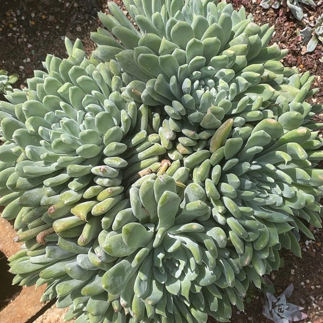 【闪购商品】法瑞拇指40公分