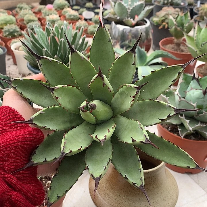 270绿肌八荒殿26公分哈哈哈哈哈哈哈