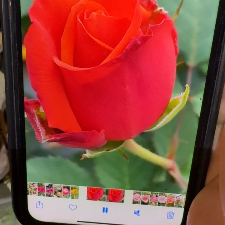 无花朵橙色之心小苗