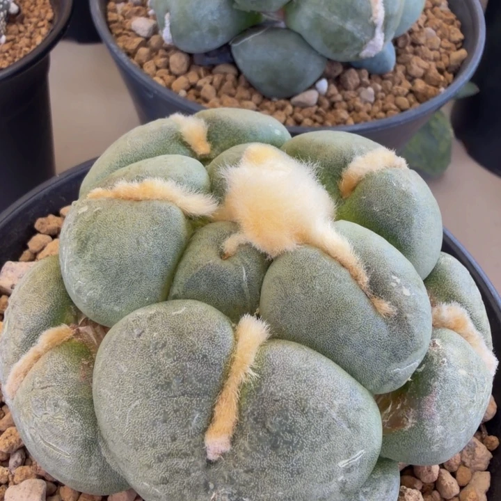 大屁股连山5.2的尤宽