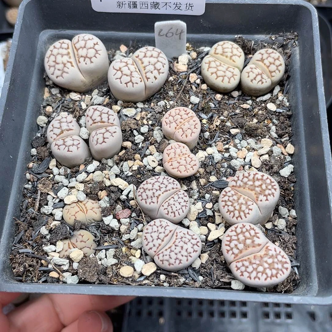 16500000花花花花花花花