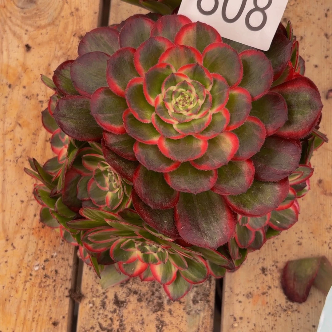 娟***808多肉植物桃花坞特价无根
