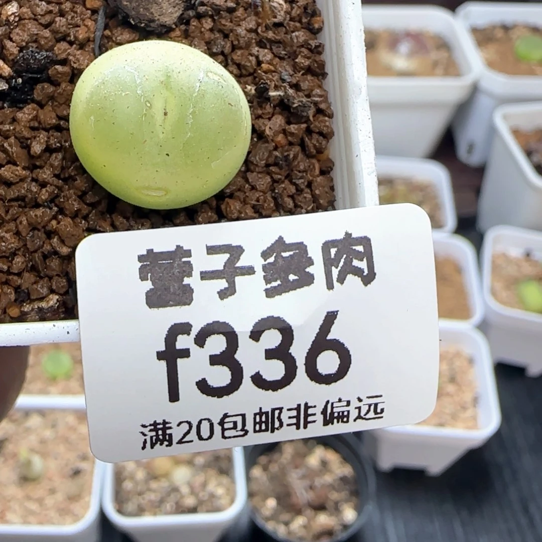 文***样拉登。