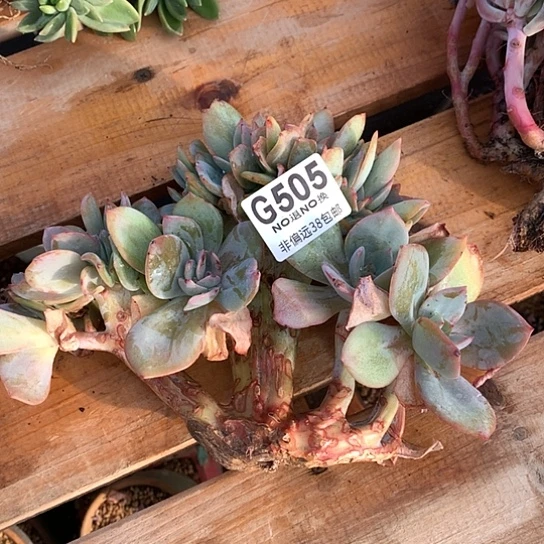 血凤缀化505 全场默认微瑕7-8天发货