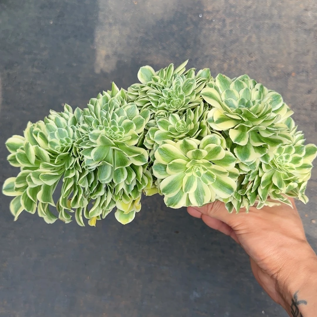 洱****?711多肉 迈巴赫缀法师