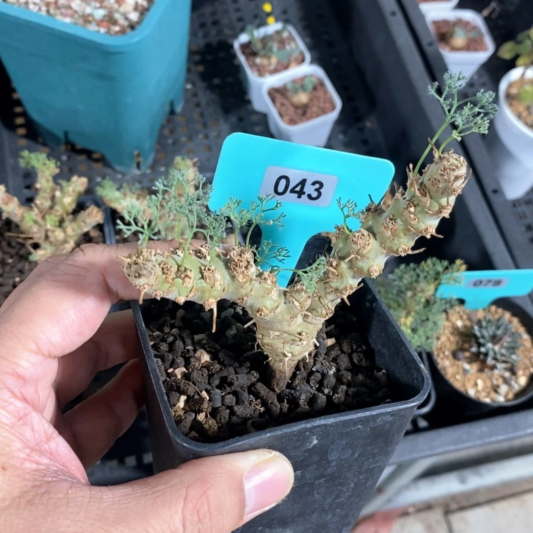 白皮越界多肉植物