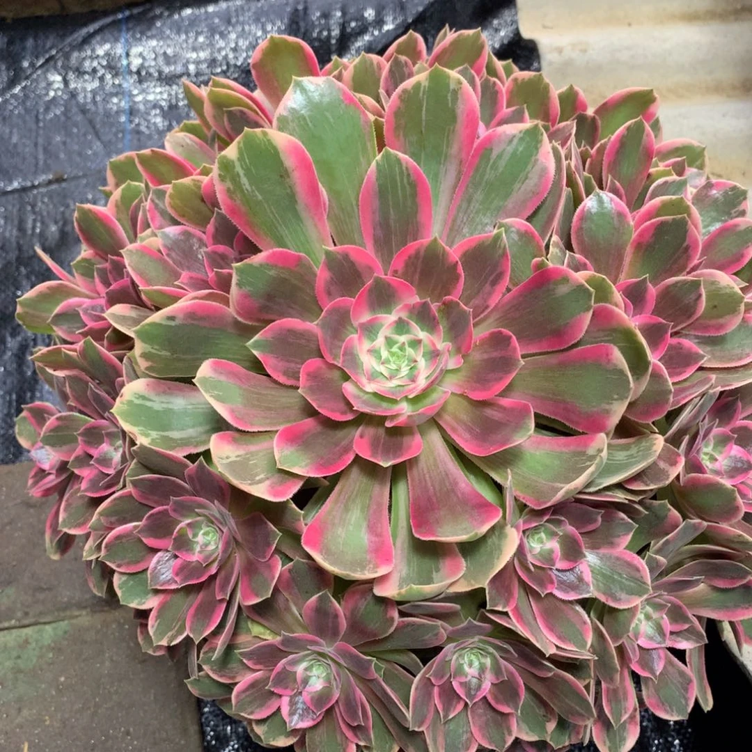 浣纱捧花，多肉植物