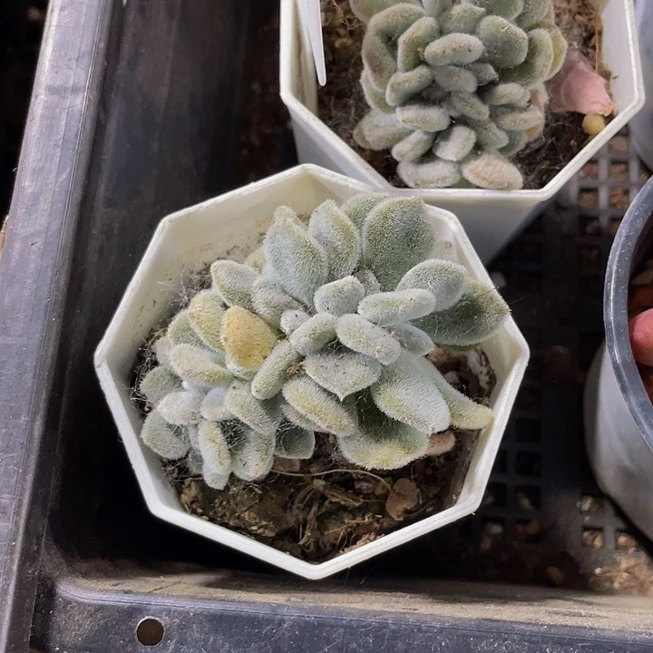 八角盆雪晃星缀化化