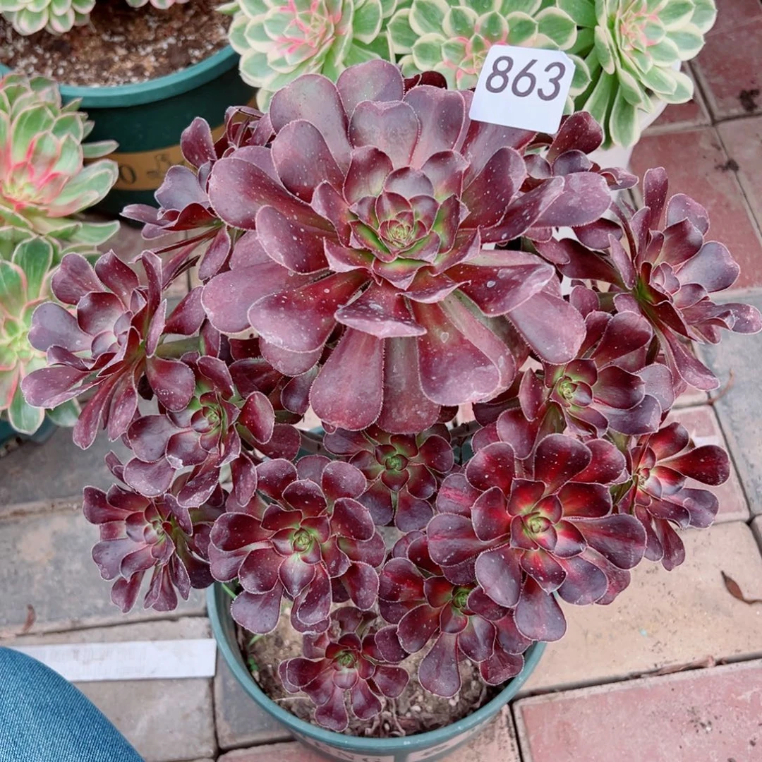 863圆叶法师多肉植物