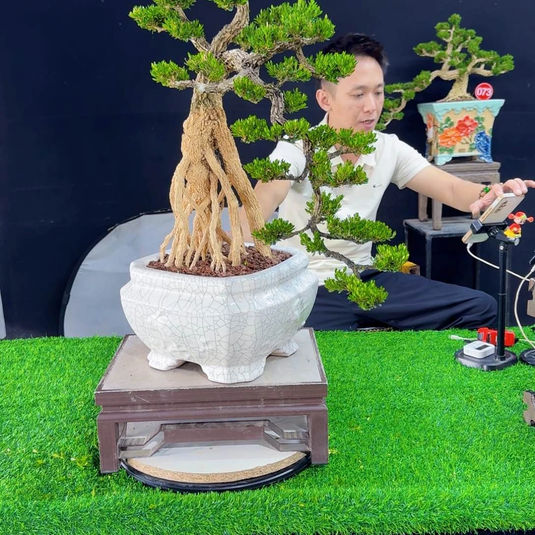 当前无花朵，栽培后可花朵