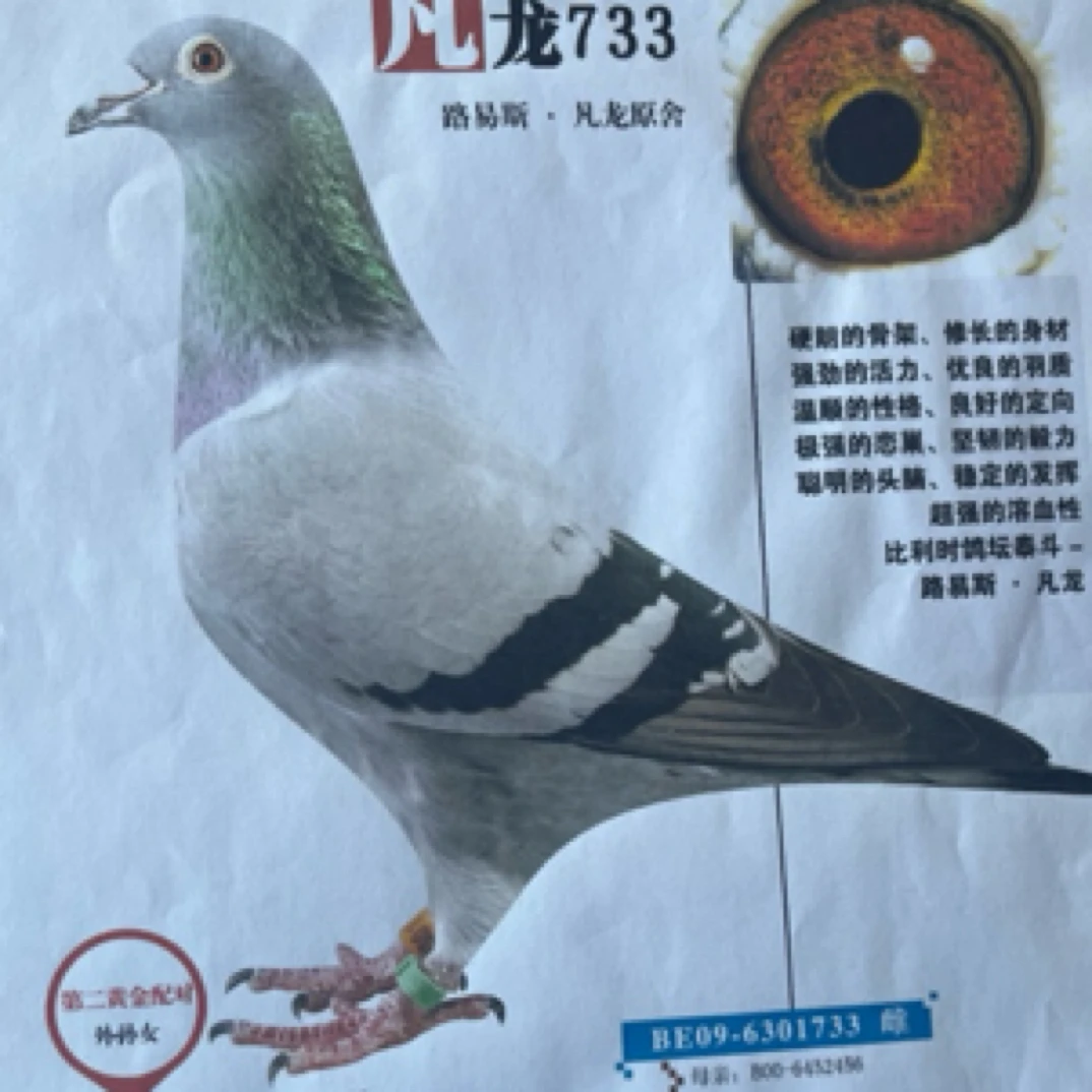 直播间专用鸽子一只