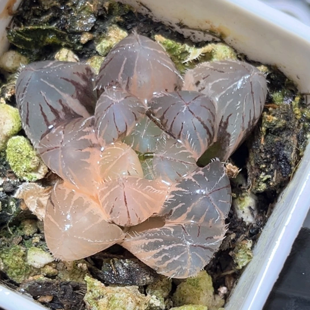 恭喜发财大吉大利4794