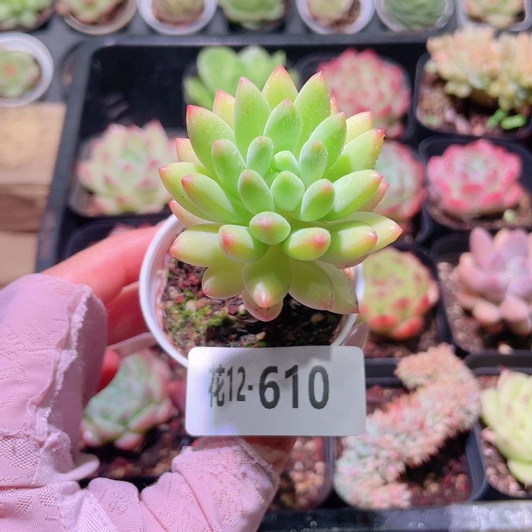 花利美12-610柳叶年华